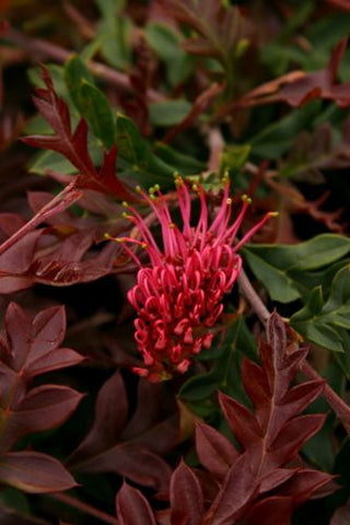 Grevillea Fish Bone Flat