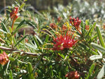 Grevillea Gin Gin Gem