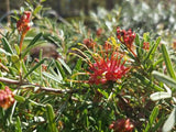 Grevillea Gin Gin Gem