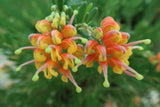 Grevillea Gold Touch