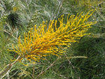 Grevillea Golden Lyre