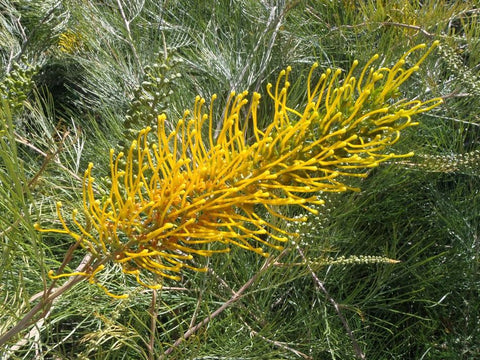 Grevillea Golden Lyre