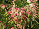 Grevillea Hills Jubilee