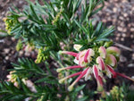 Grevillea Hills Jubilee