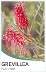 Grevillea Ivanhoe