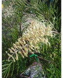 Grevillea Ivory Whip (grafted)