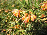 Grevillea Jubilee