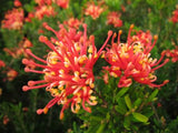 Grevillea Knockout