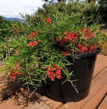 Grevillea Legacy Flame