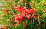 Grevillea Legacy Flame