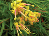 Grevillea Lemon Daze