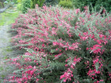 Grevillea Little Drummer Boy