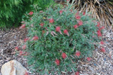 Grevillea Little Robyn