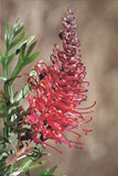 Grevillea Molly