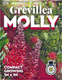 Grevillea Molly