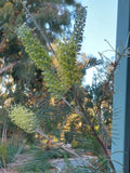 Grevillea Moonlight