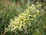 Grevillea Moonlight