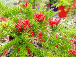 Grevillea New Blood