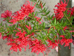 Grevillea New Blood