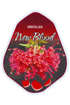 Grevillea New Blood