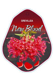 Grevillea New Blood