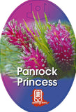 Grevillea Panrock Princess