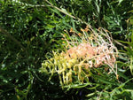 Grevillea Peaches and Cream