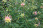 Grevillea Peaches and Cream