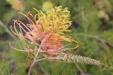 Grevillea Peaches and Cream