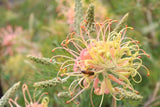 Grevillea Peaches and Cream