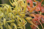 Grevillea Peaches and Cream