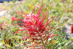 Grevillea Robyn Gordon