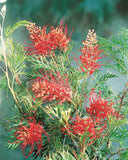 Grevillea Robyn Gordon