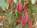 Grevillea Royal Mantle