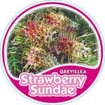 Grevillea Strawberry Sundae