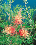 Grevillea Superb