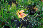 Grevillea Tucker Time Entree