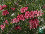 Grevillea Tucker Time Fruit Box