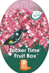 Grevillea Tucker Time Fruit Box