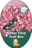 Grevillea Tucker Time Fruit Box