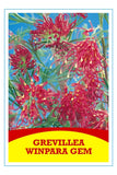 Grevillea Winpara Gem