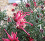 Grevillea Winter Delight