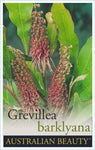 Grevillea barklyana