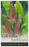 Grevillea barklyana