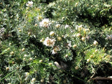 Grevillea crithmifolia (prostrate)