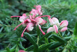 Grevillea lanigera Celia