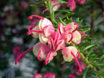 Grevillea lanigera Dwarf Greencape