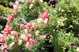 Grevillea lanigera Mt Tamboritha