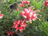 Grevillea lanigera Winter Wonder