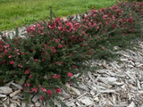 Grevillea lanigera Woolly Bear Hero